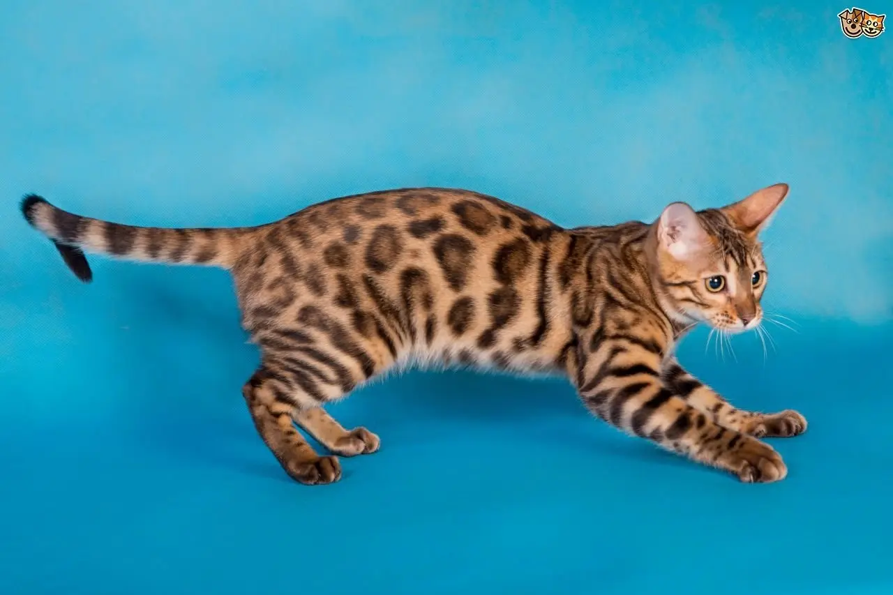 BENGAL CATS ($4,000 - $25,000) - Source: thedodo